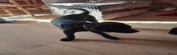 Labrador Retriever dogs for sale: Beautiful Black Labrador Pups - Advert 10