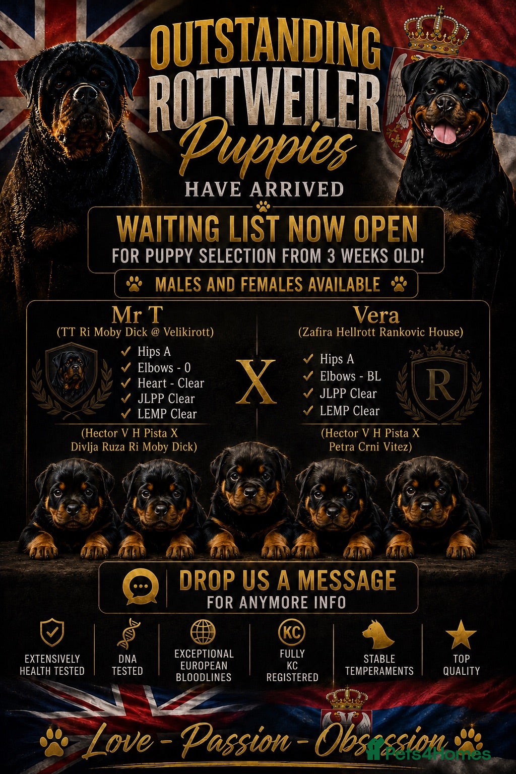 Rottweiler dogs ⭐️ Outstanding Rottweiler Puppies ⭐️ - Advert 1