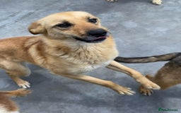 Mixed Breed dogs for adoption: Eva (Saffron), 1.5 yrs. Reserved stc. in Brixham - Image 12