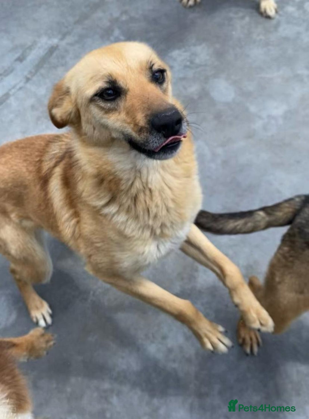 Mixed Breed dogs for adoption: Eva (Saffron), 1.5 yrs. Reserved stc. in Brixham - Image 12
