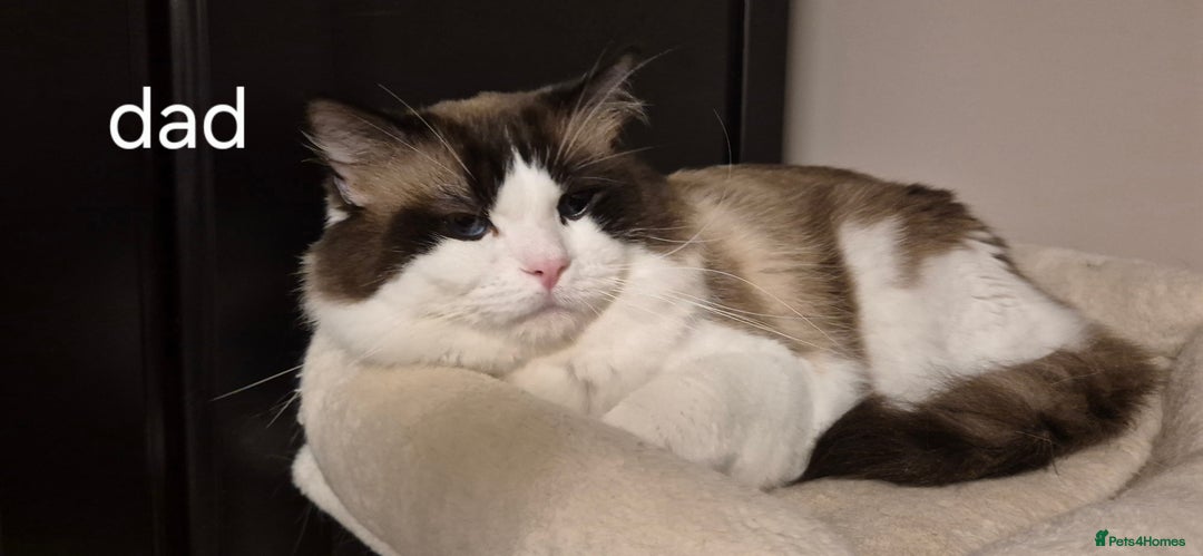 Ragdoll cats for sale: 3 Tica Registered Ragdoll Kittens For Sale  - Advert 5