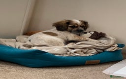 Mixed Breed dogs for sale: 1 Beautiful Shih Tzu x - Advert 2