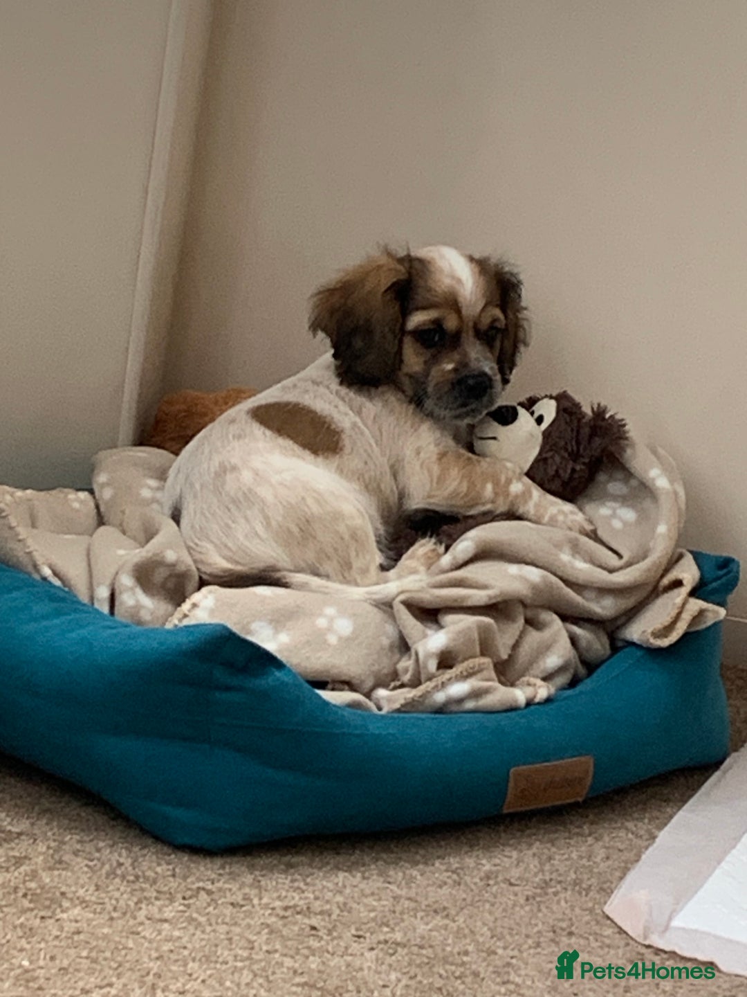 Mixed Breed dogs for sale: 1 Beautiful Shih Tzu x - Advert 2