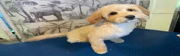 Mixed Breed dogs for sale:  ELI.       Apricot Bichon Frise / Cockapoo in Sheffield - Advert 1