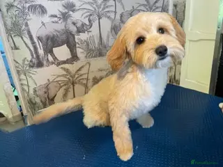 Mixed Breed dogs ELI. Apricot Bichon Frise / Cockapoo - Advert 15