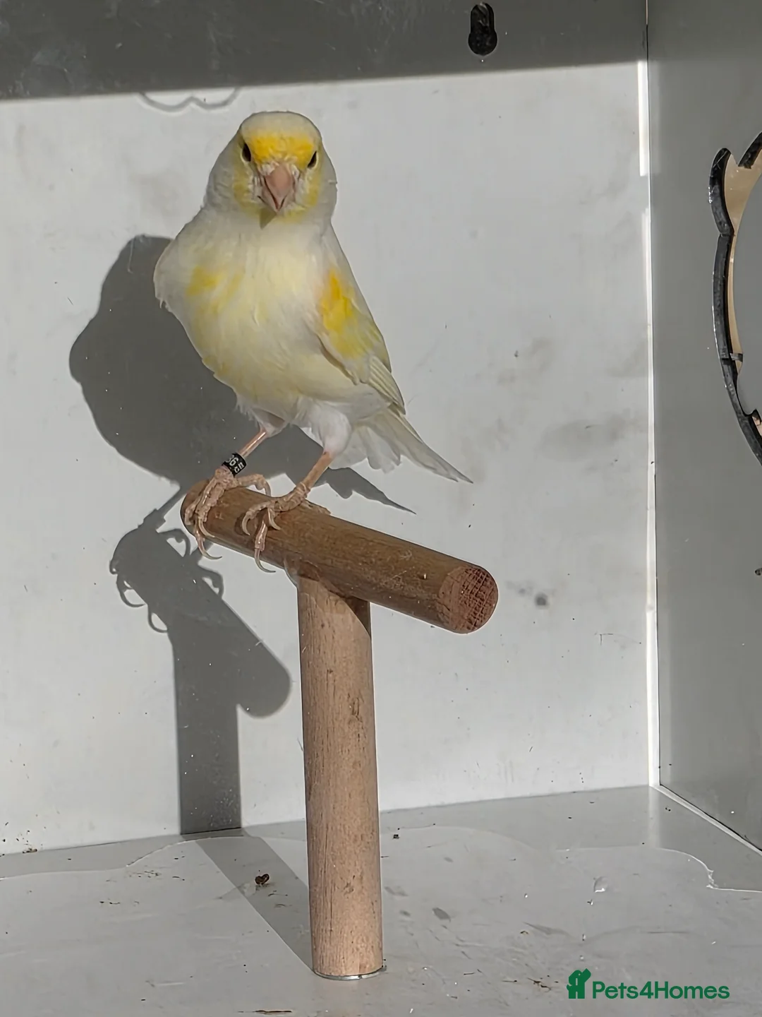 Canaries birds for sale: Red factors and Yellow Mosaics  - Advert 6