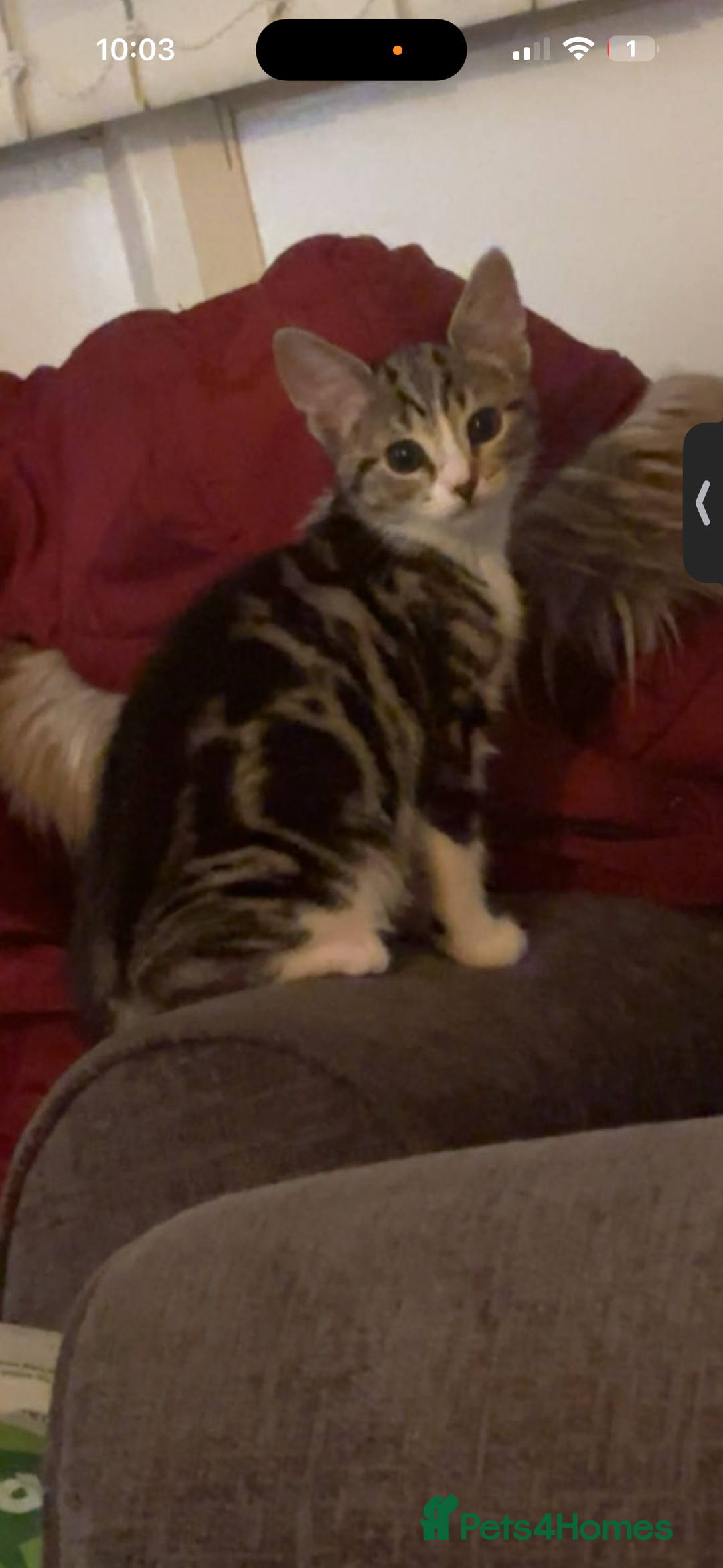 American Shorthair cats for sale: 13 week old female kitten🐱 - Advert 2