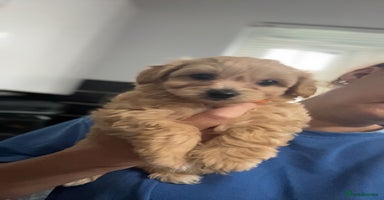 Maltipoo dogs - Advert 8