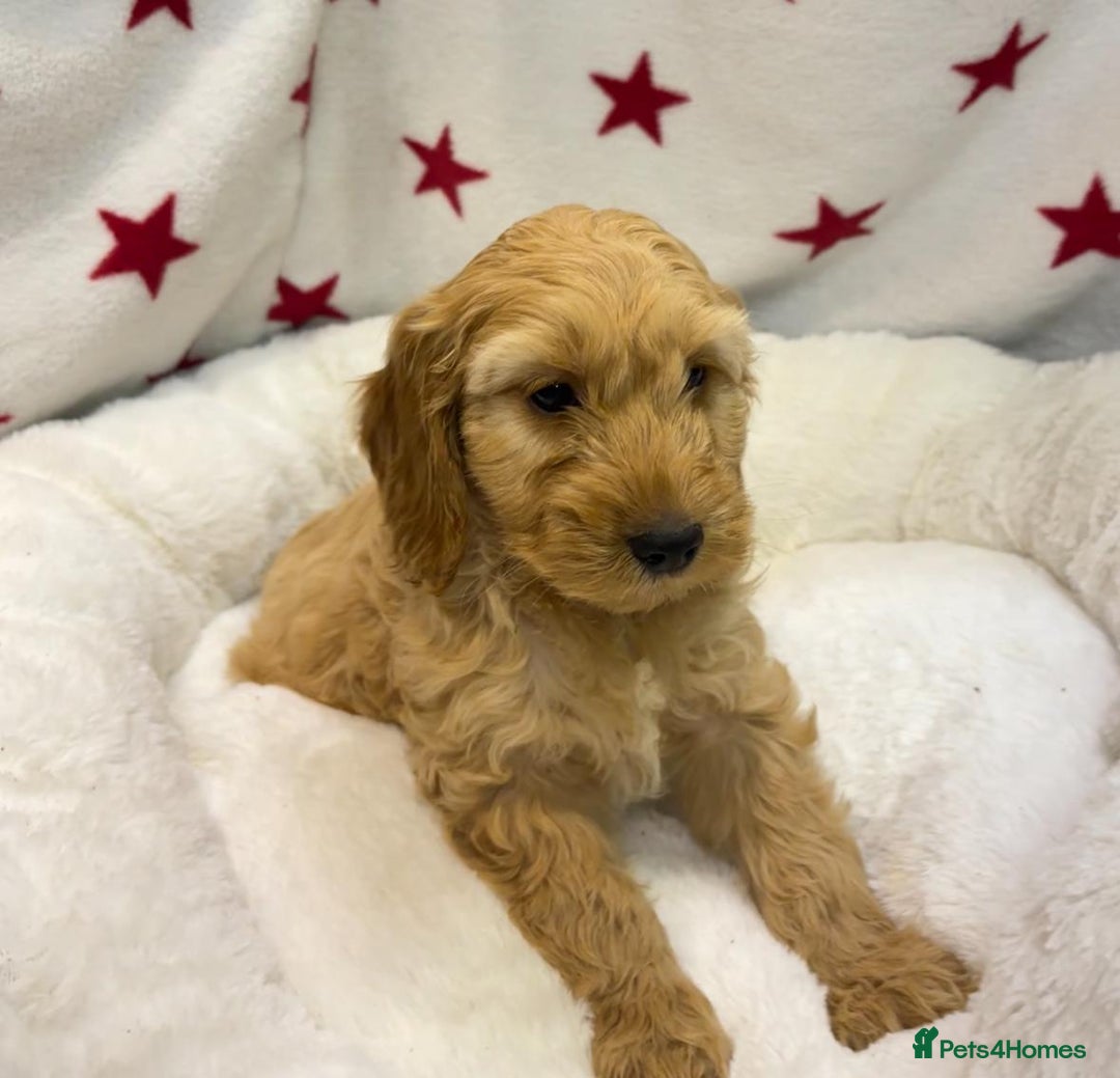 Cockapoo dogs for sale: Cockapoo puppies for sale - Image 11