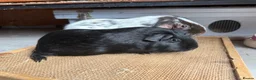 Guinea Pig rodents for sale: Various Guinea Pigs Boars and Sows - Advert 6