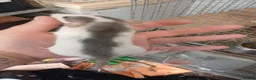 Rat rodents for sale: Dumbo and rex baby rats  in Brierley Hill - Advert 6
