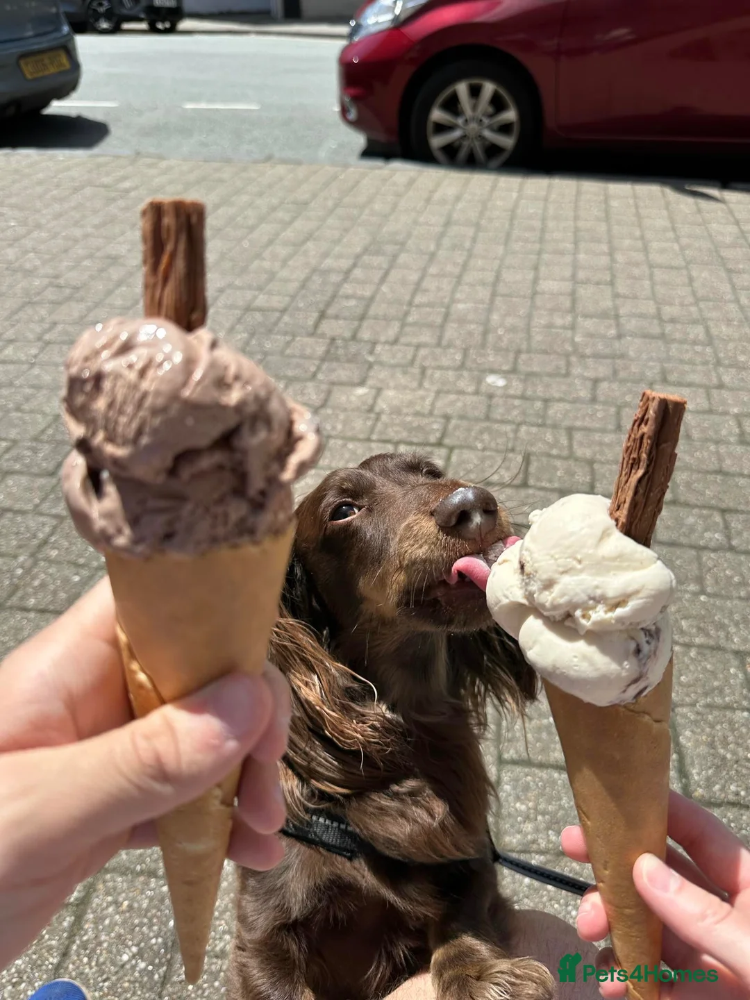 Miniature Dachshund dogs for sale: Bruno  - Advert 2