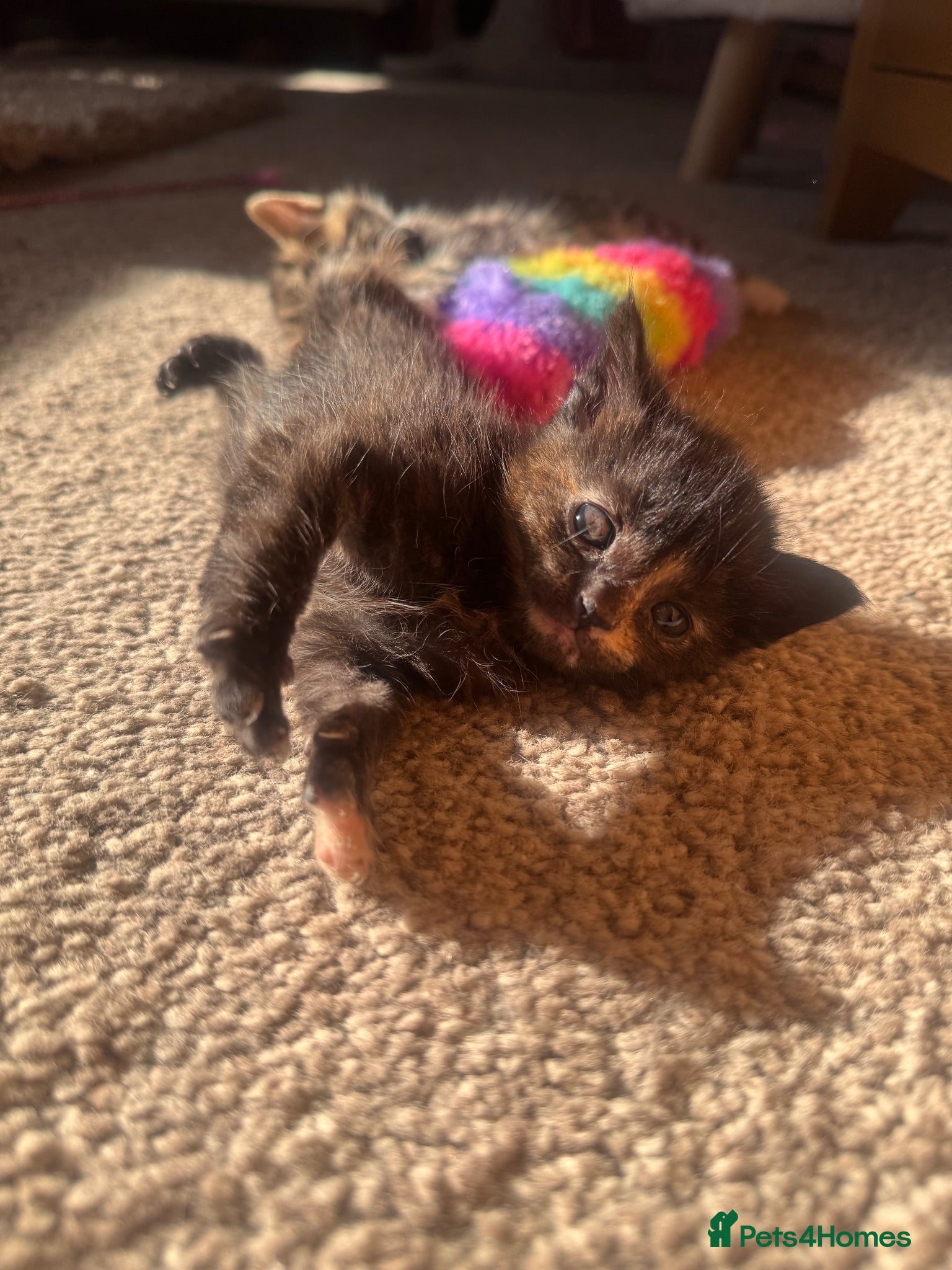 Mixed Breed cats 1 Girl Left! 4 Stunning Fluffy Kittens x Ragdoll - Advert 2