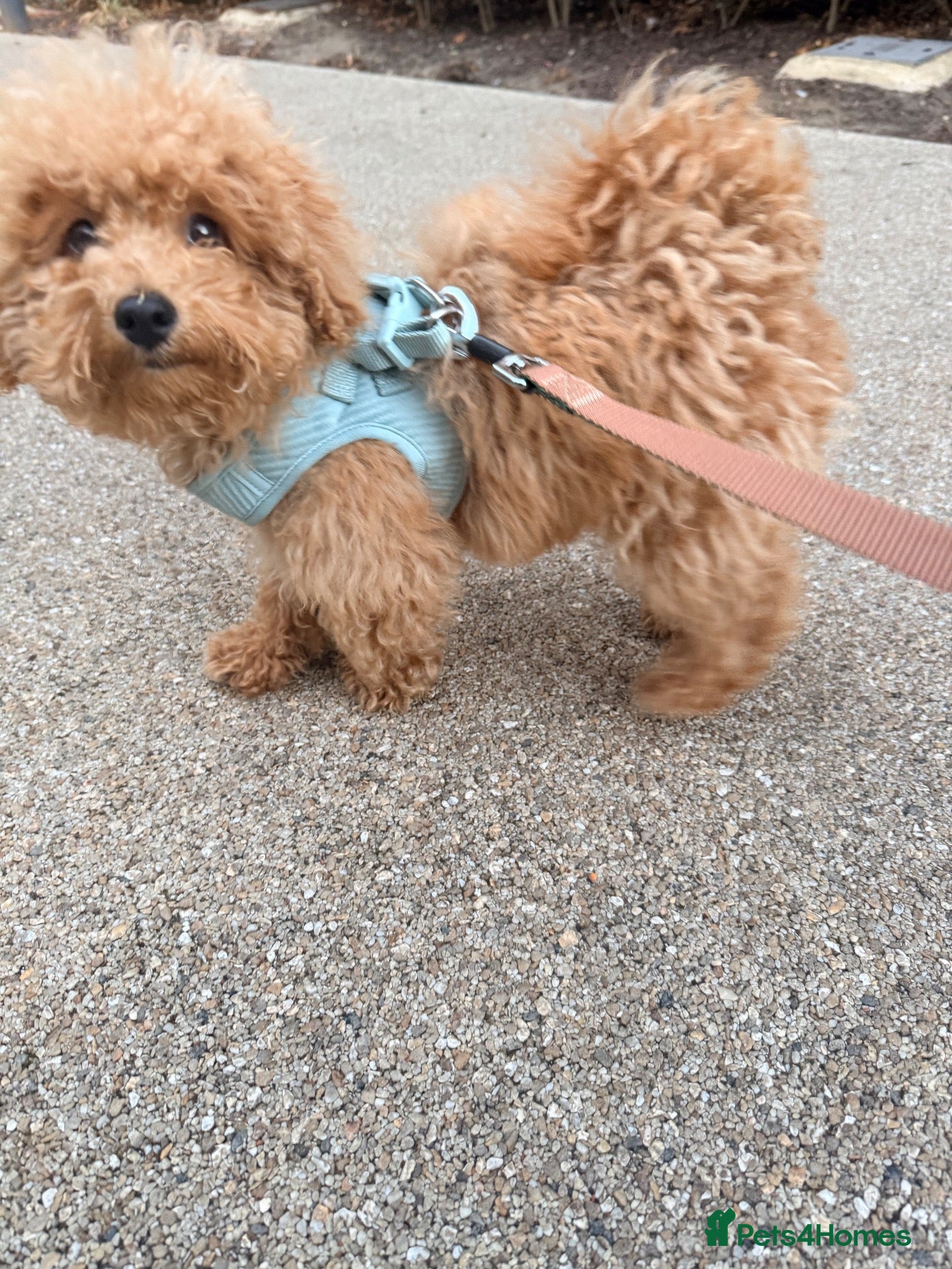 Schnoodle dogs Schnoodle puppy  - Advert 5