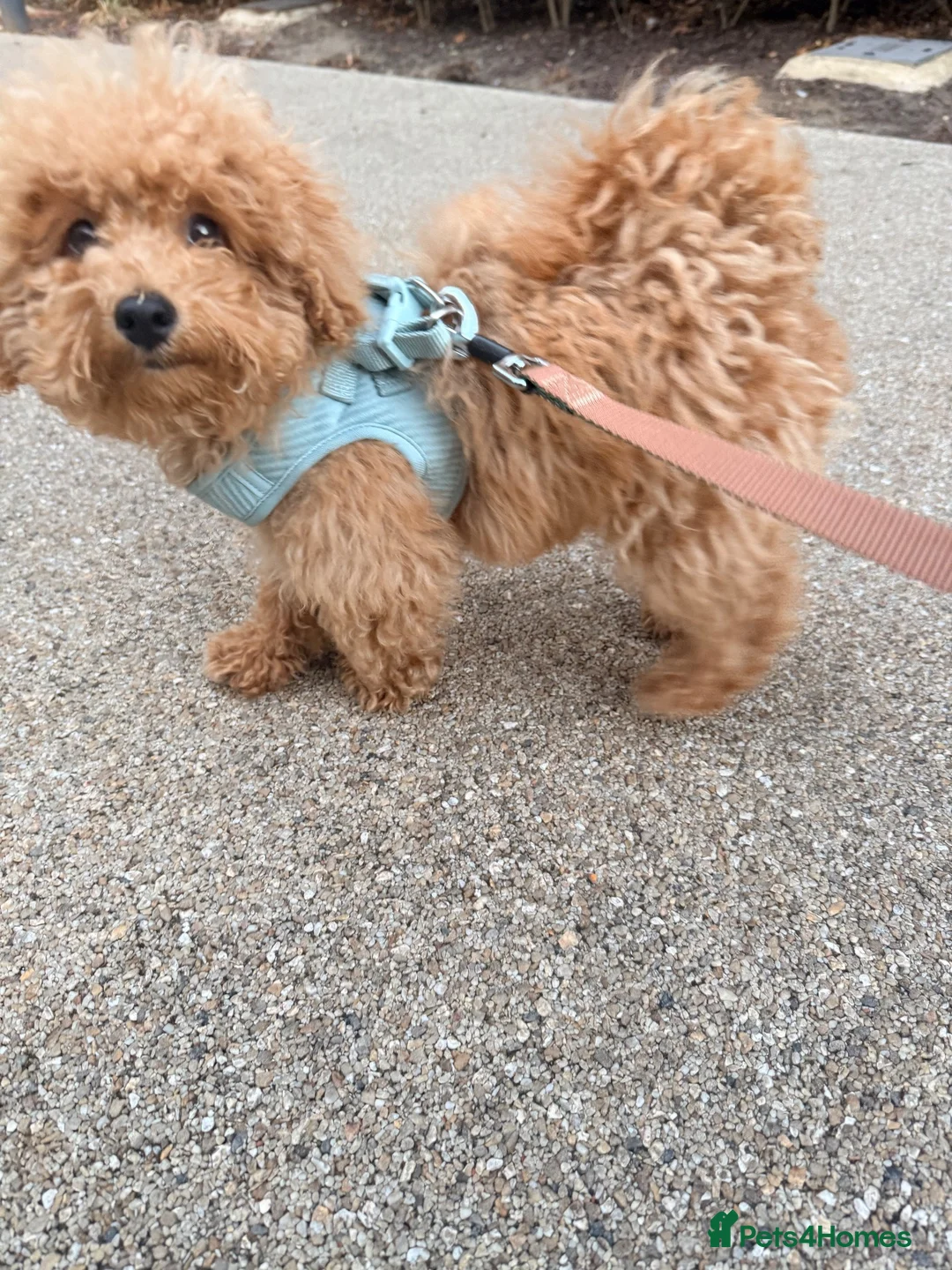 Schnoodle dogs for sale: Schnoodle puppy  in Hounslow - Advert 1
