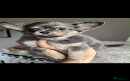Chihuahua dogs for sale: READY TO LEAVE SOON Tiny Blue Longhair Chihuahua  - Advert 1