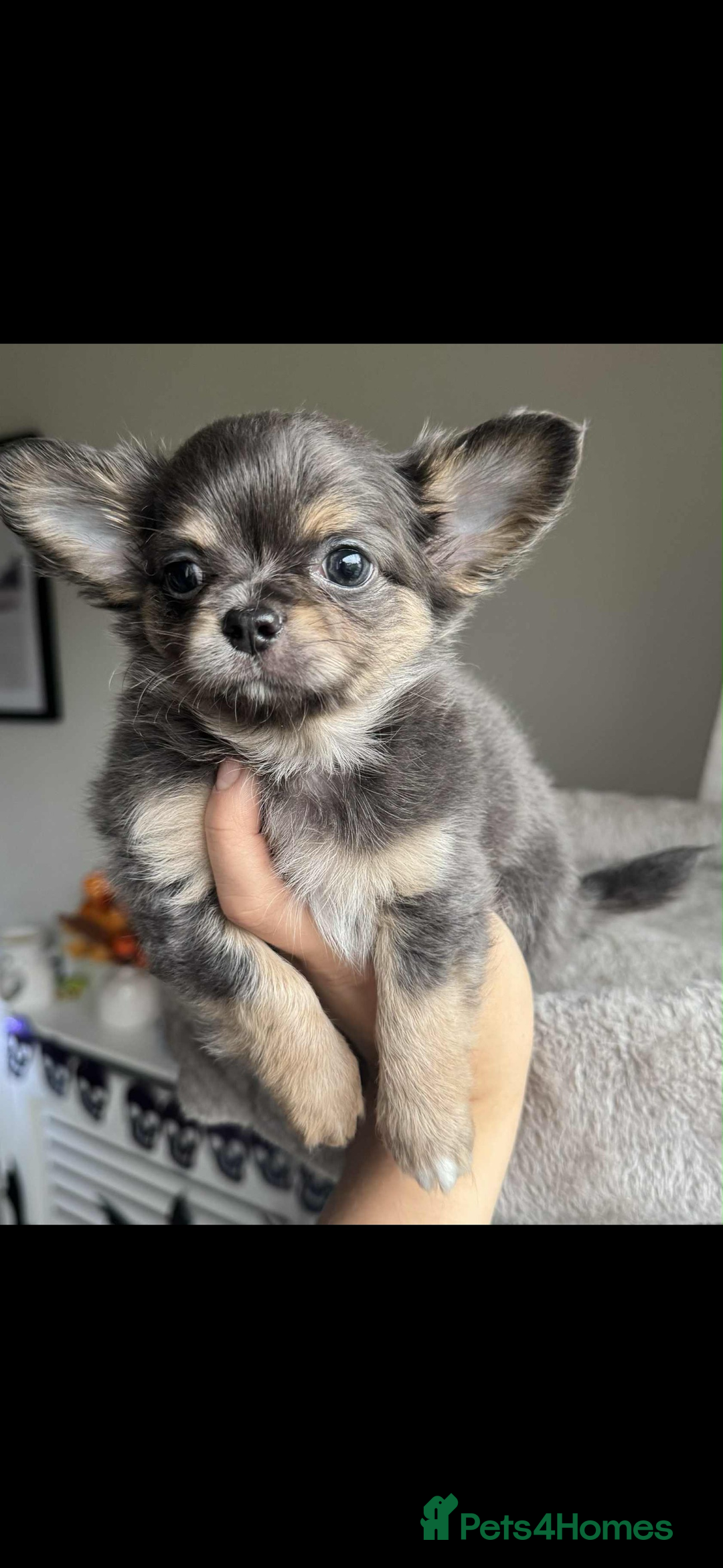 Chihuahua dogs for sale: READY TO LEAVE SOON Tiny Blue Longhair Chihuahua  - Advert 1