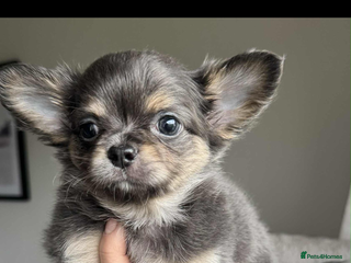 Chihuahua dogs - Advert 2