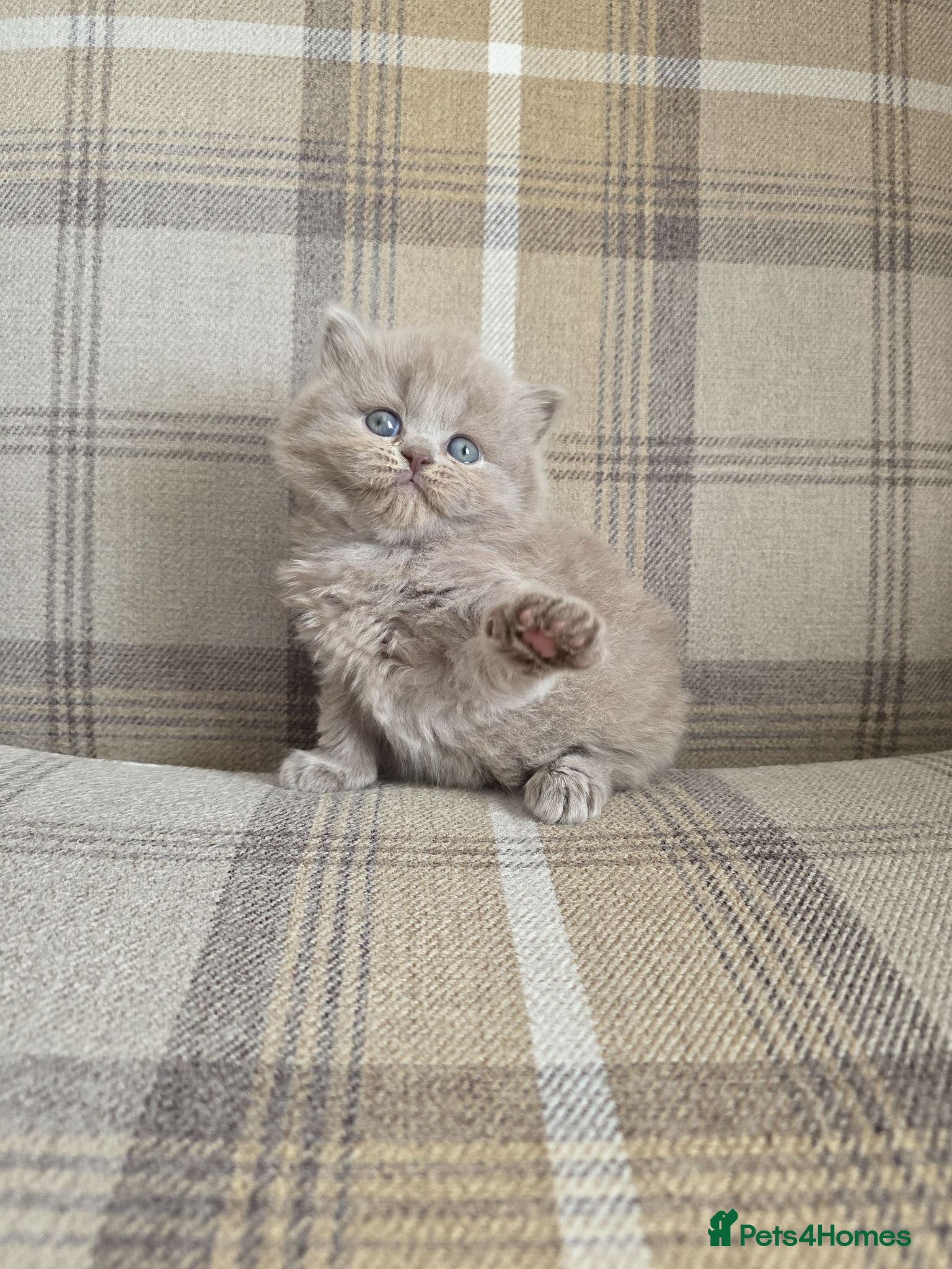 British Shorthair cats Exceptional Champion🏆 British longhair kitten - Advert 1