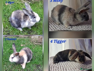 Mixed Breed rabbits Super cute rex x lop bunnies - Advert 16