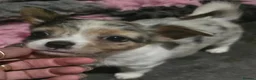 Chihuahua dogs for sale: Stunning long haired chihuahua - Advert 4