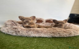 French Bulldog dogs for sale: Fluffy French Bulldogs/DNA Tested Parents  - Image 1