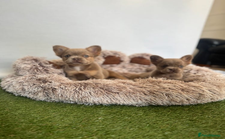 French Bulldog dogs - Advert 5