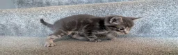 Maine Coon cats for sale: Beautiful Maine Coon/Bengal kittens in Wellingborough - Advert 13