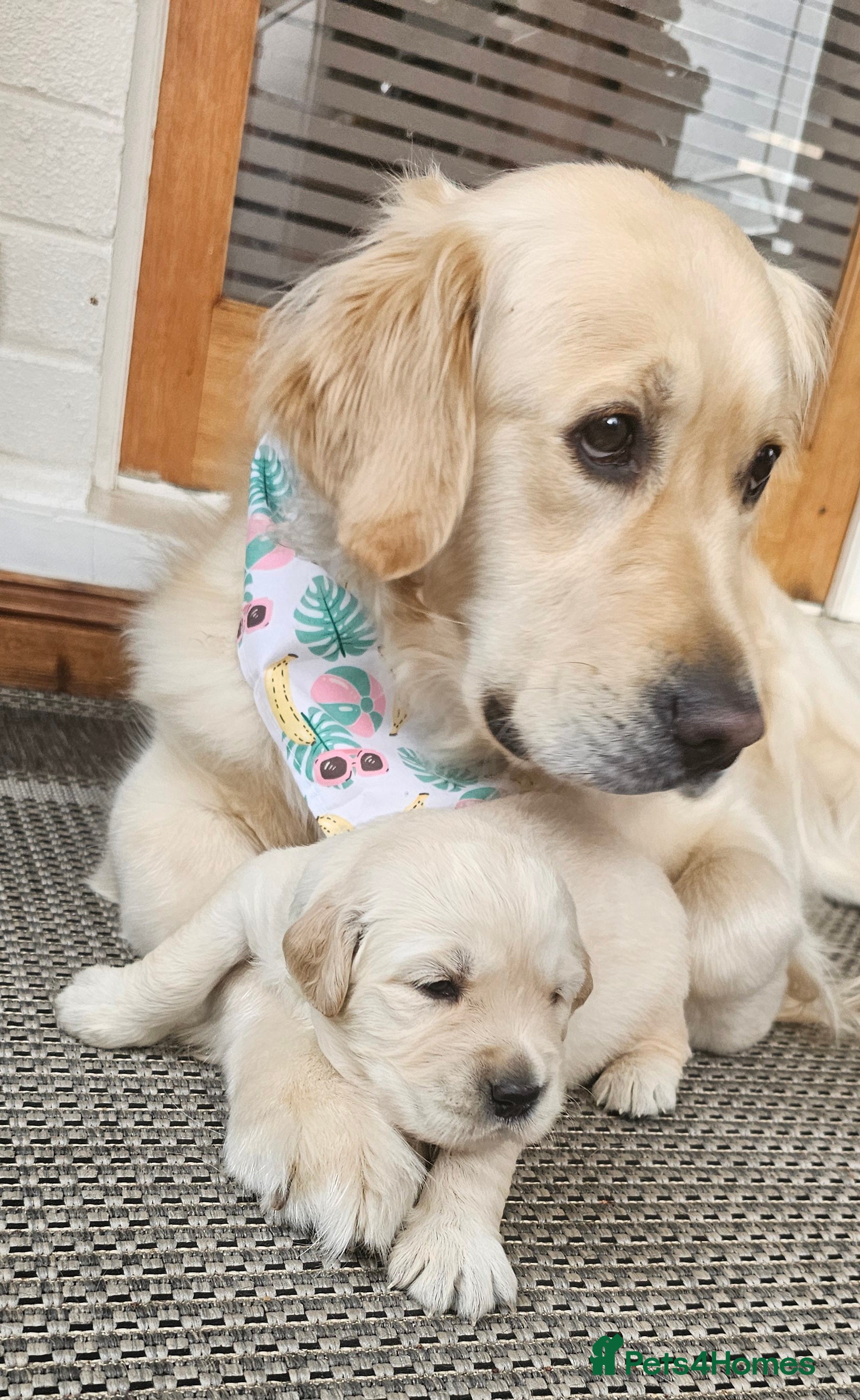 Golden Retriever dogs 5* Golden retriver puppies - Advert 4