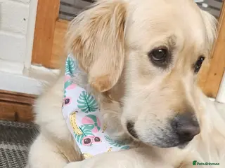 Golden Retriever dogs 5* Golden retriver puppies - Advert 17