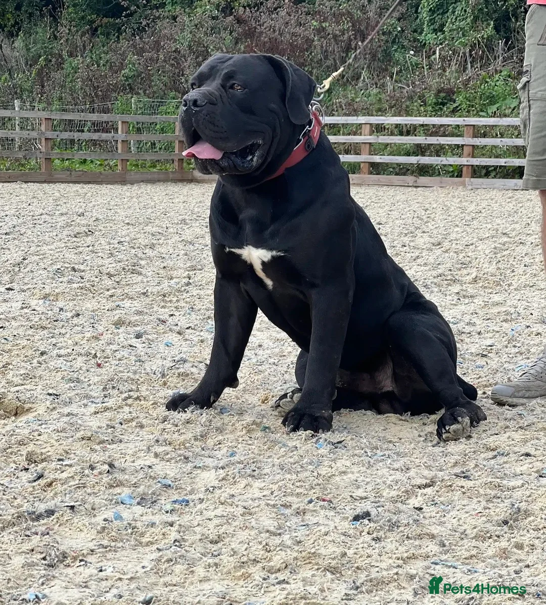 Boerboel dogs for sale: Stunning Boerboel Girl - Advert 6