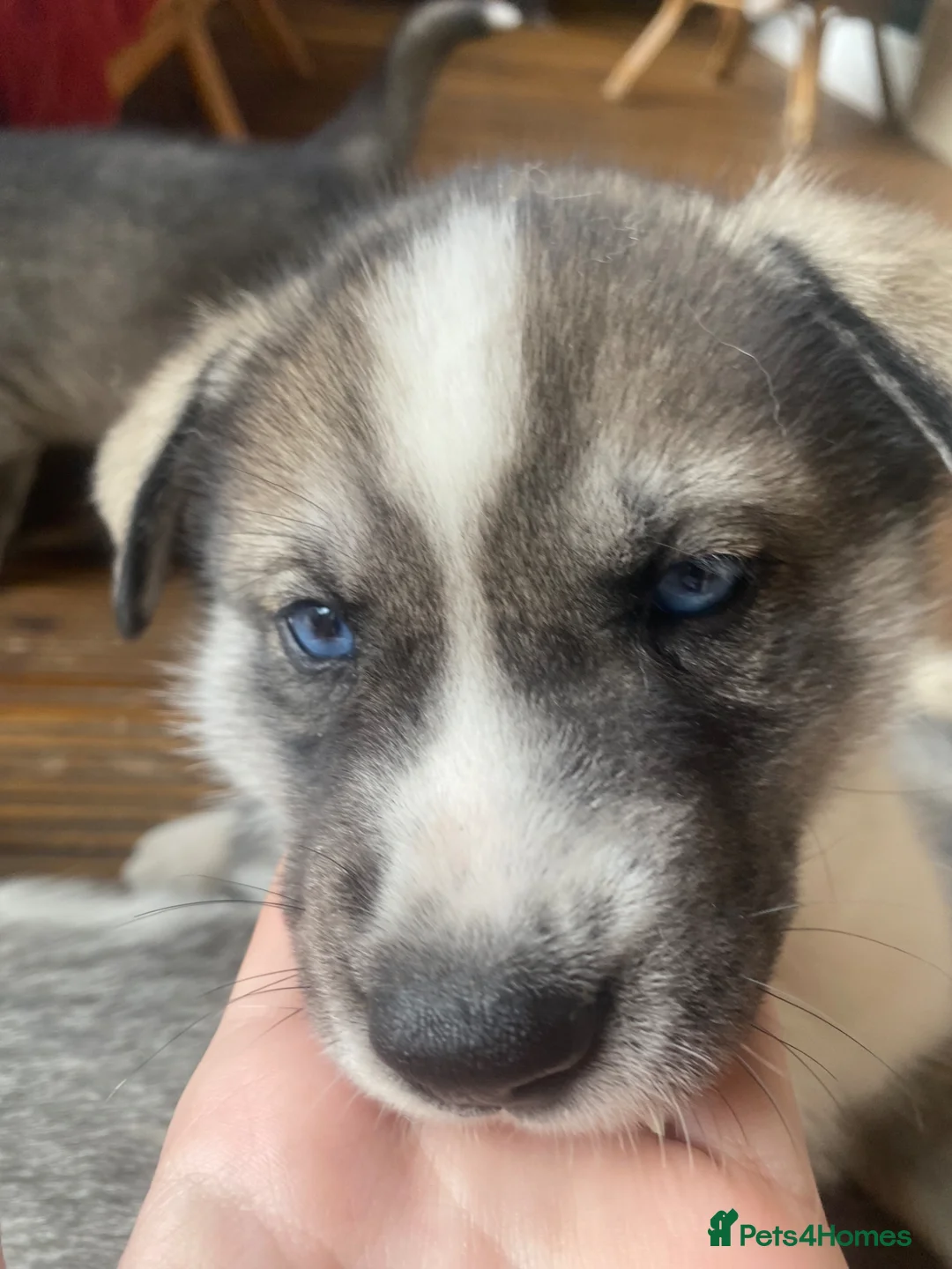 Siberian Husky dogs for sale: Siberian Husky Puppy for sale !  in Preston - Advert 2