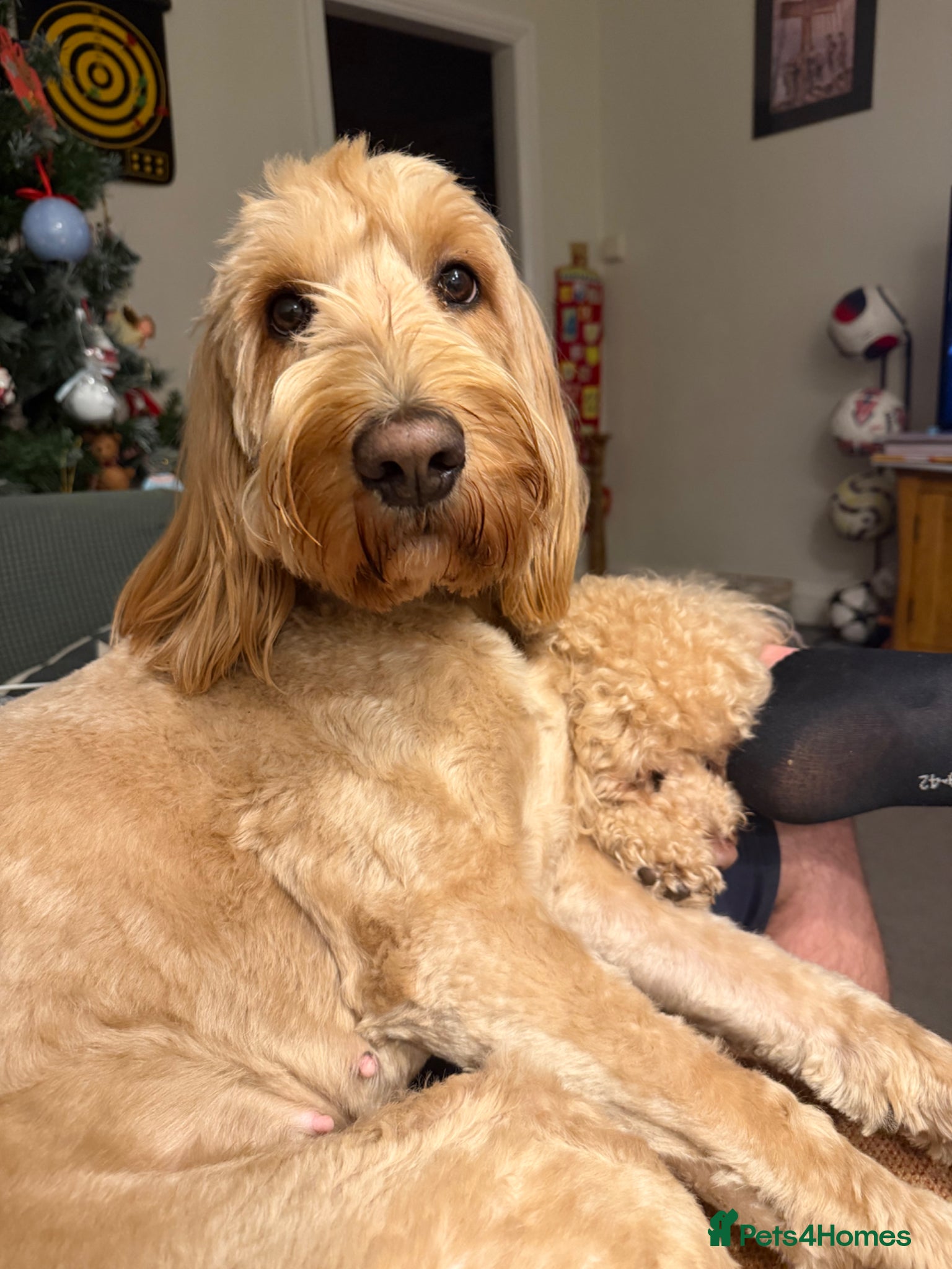 Mixed Breed dogs Australian doubledoodles  - Advert 4