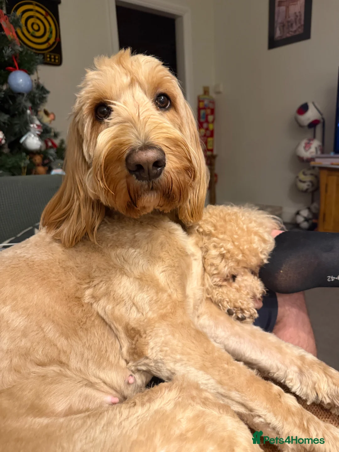 Mixed Breed dogs for sale: Australian doubledoodles  in Nottingham - Advert 1