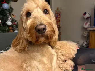Mixed Breed dogs Australian doubledoodles - Advert 3