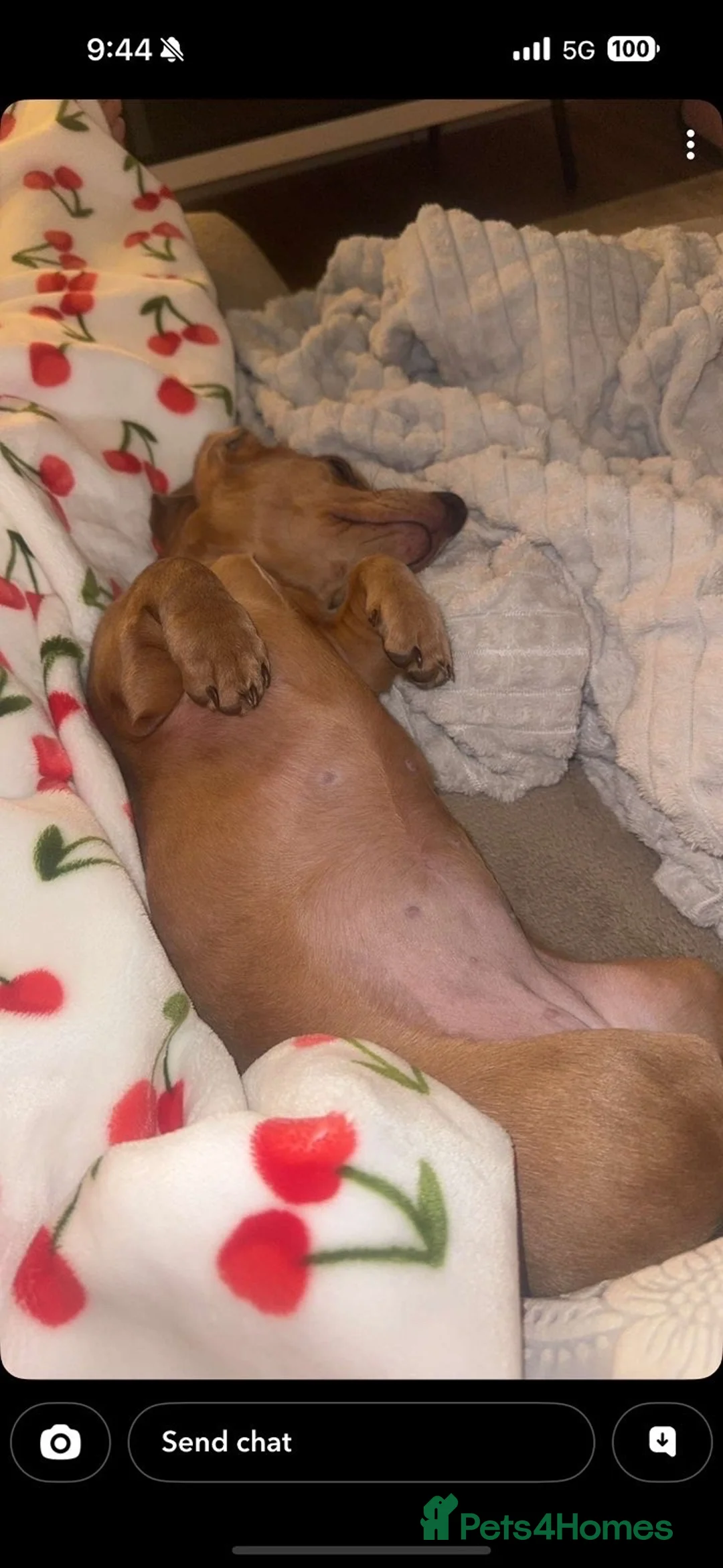 Miniature Dachshund dogs for sale: Minnie moo in Wisbech - Advert 5