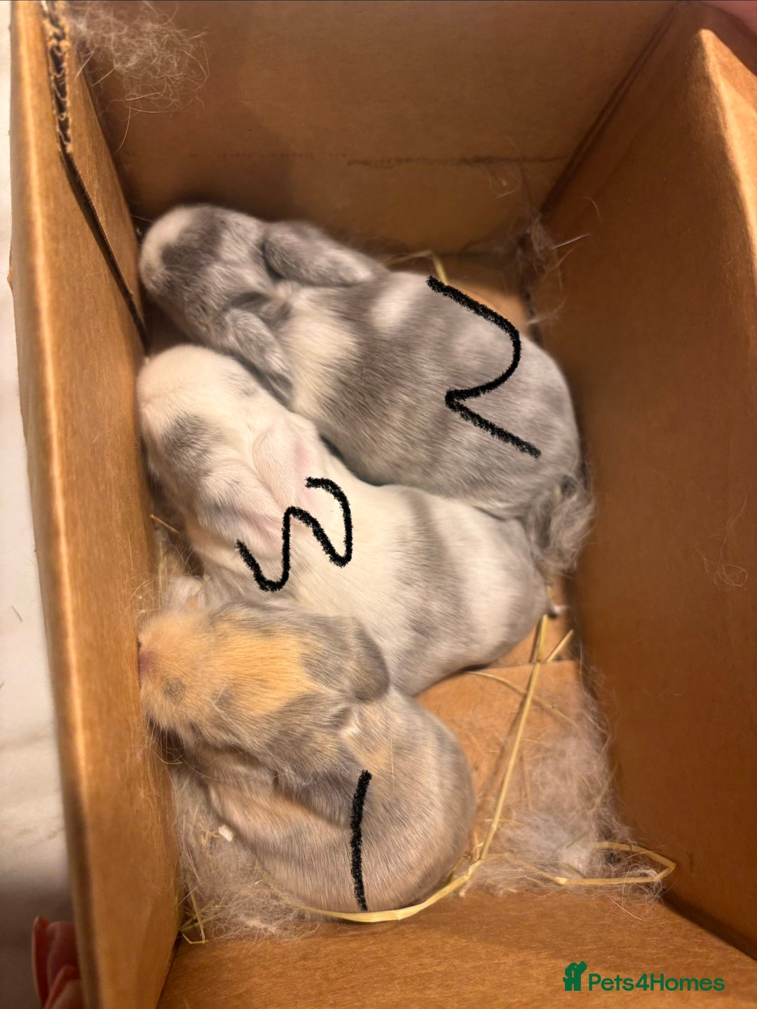 Mini Lop rabbits for sale: Mini lop babies - Advert 5