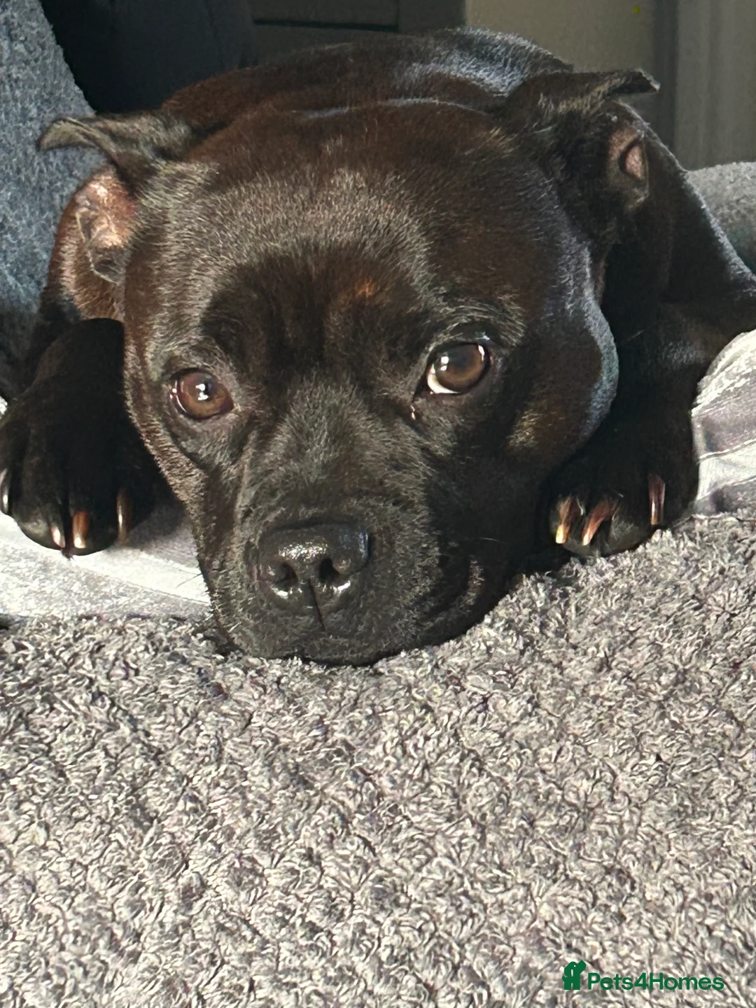 Staffordshire Bull Terrier dogs for sale: Beautiful Staffys. Excellent pedigree. - Advert 2