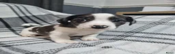Mixed Breed dogs for sale: Jack Russell X Shih Tzu Puppies - Advert 14