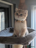 Scottish Fold cats 🥰 Tica register Scottish fold kittens😻 - Advert 10