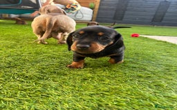 Miniature Dachshund dogs for sale: Miniature Dachshund  - Image 1