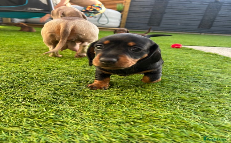 Miniature Dachshund dogs - Advert 4