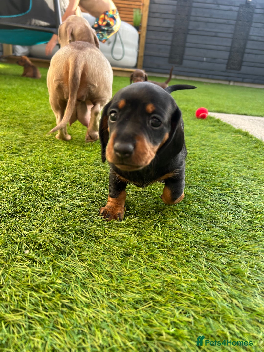 Miniature Dachshund dogs for sale: Miniature Dachshund  - Image 1