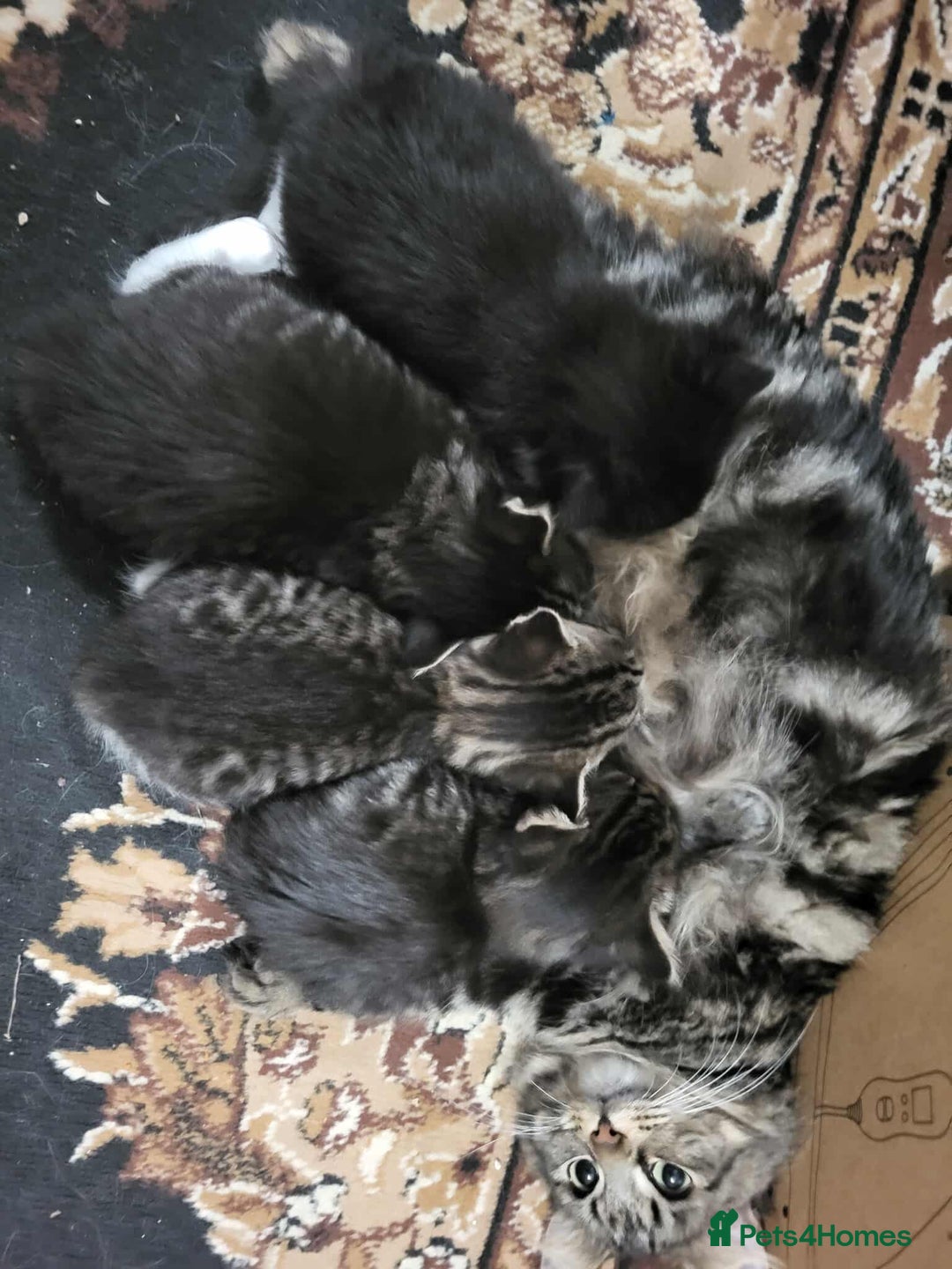 Maine Coon cats for sale: Maine Coon X kittens for - Image 5
