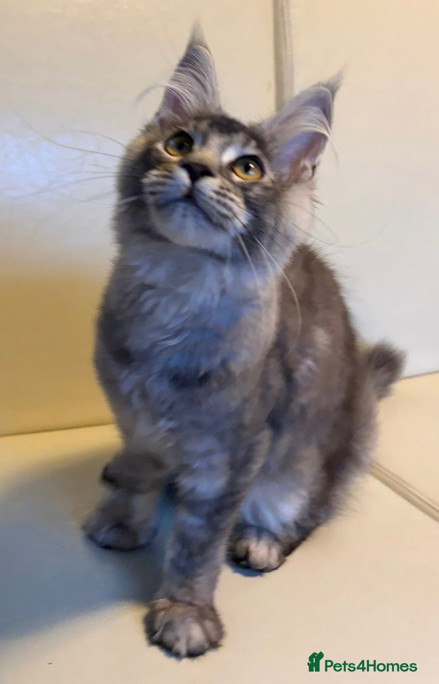 Maine Coon cats Ready Now Quality TICA Maine Coons active possible - Advert 1