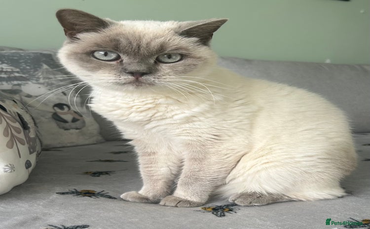 British Shorthair cats - Advert 15