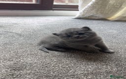 British Shorthair cats for sale: British shorthair kittens  - Image 2