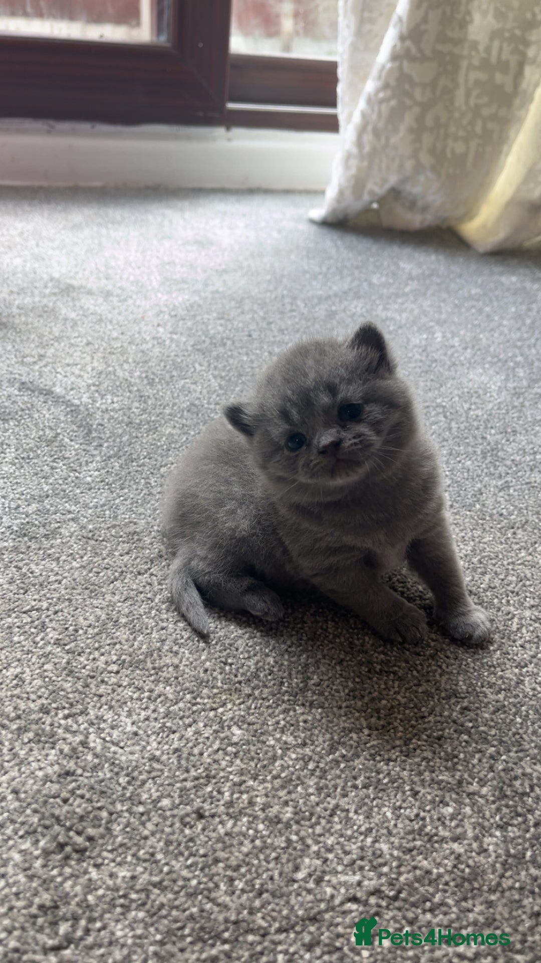 British Shorthair cats for sale: British shorthair kittens  - Image 2