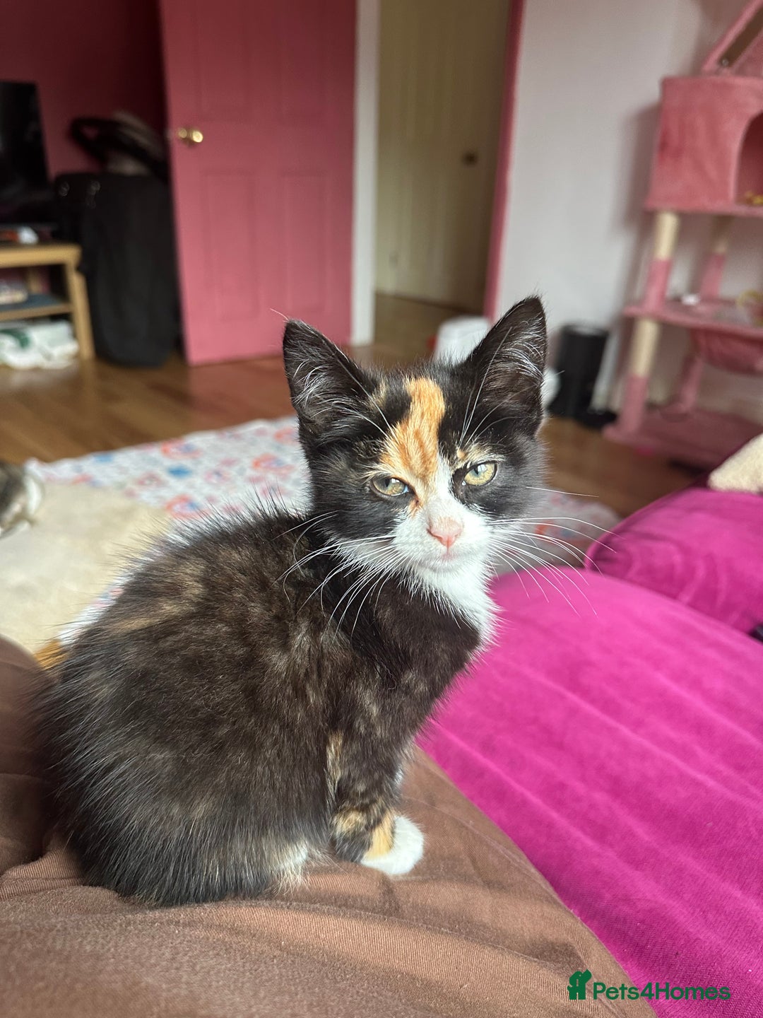British Shorthair cats for sale: Rehoming a lovely tortie kitten - Image 4