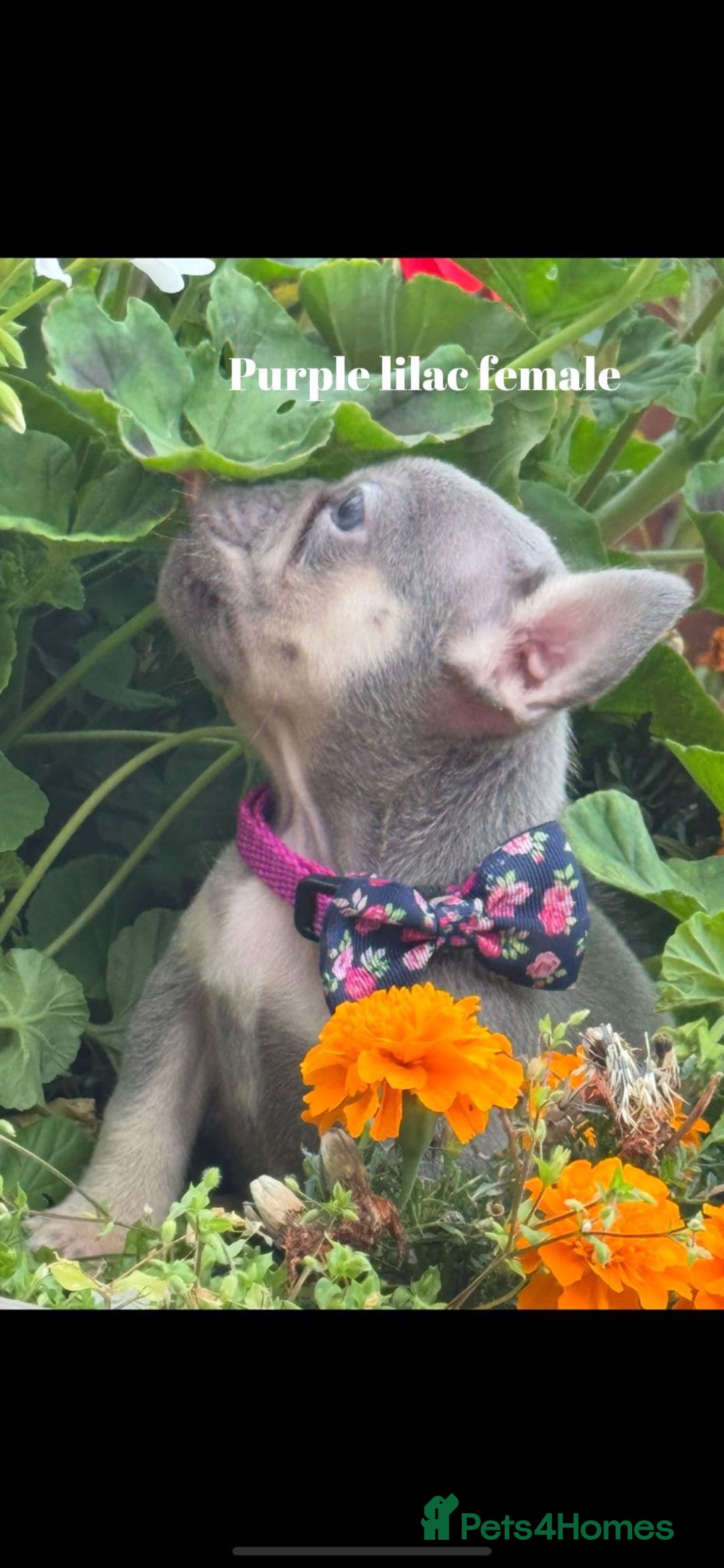 French Bulldog dogs for sale: Beautiful small build fluffy/fluffy carrier french - Image 14